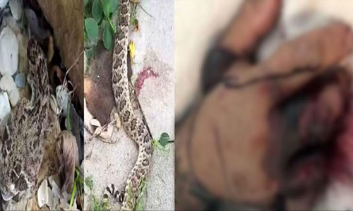 శరీరం రెండుగా చీలాక కూడా పగ తీర్చుకున్న పాము