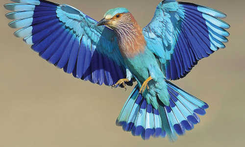 పాలపిట్ట శకున ఫలితం