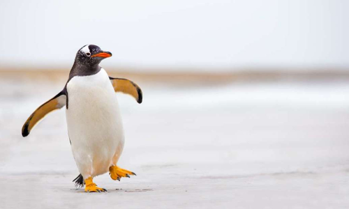 పెంగ్విన్స్ కరుస్తాయా?