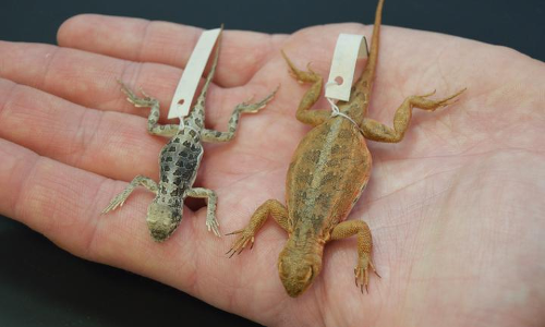 అమ్మో బల్లి! అమ్మో బల్లి!