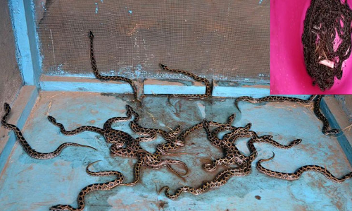 వంటగదిలో పాములు..