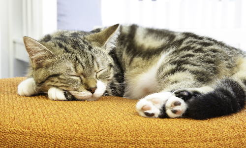 నిద్ర పిల్లి