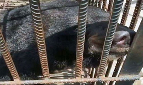 కుక్క అనుకొని రెండేళ్ల నుంచి పెంచింది.... అసలువిషయం తెలిసేసరికి...