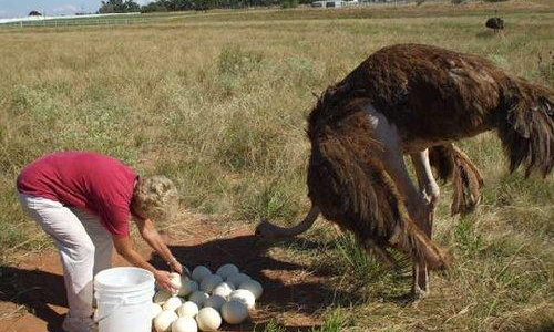 ఉష్ట్రపక్షి గుడ్డు