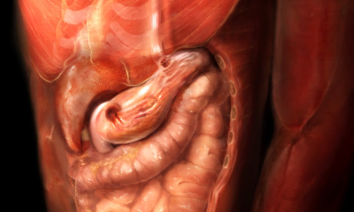 బ్యాక్టీరియా బరువు