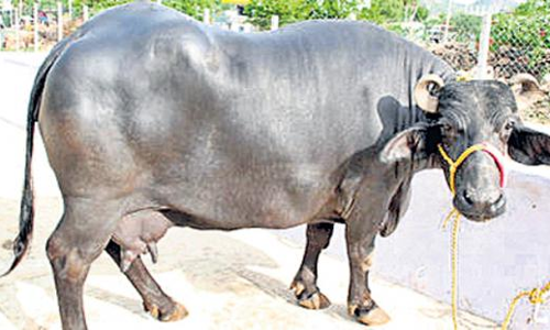 పాడి రైతులకు గేదెల పంపిణీకి రెడీ అయిన తెలంగాణ సర్కార్