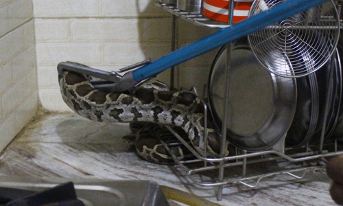 వంటగదిలో అనుకోని అతిధి