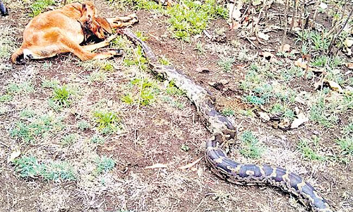 మేకను చంపిన కొండచిలువ..గొడ్డలితో నరికిన కాపరి!