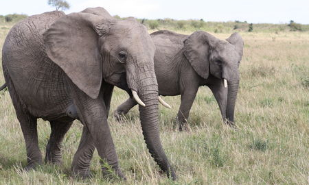 గెంతలేని జంతువు