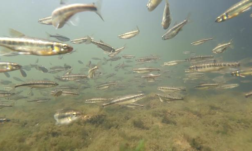 పవర్ ఫిష్ అనే ఫిష్! పవర్ ఫిష్ అనే ఫిష్!