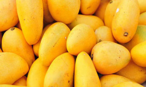 సంగారెడ్డి జైలులో విరగ కాసిన మామిడి పంట