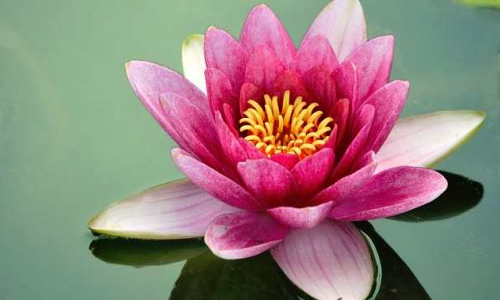 జాతీయ పుష్పం! జాతీయ పుష్పం!