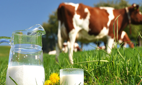 ఆవు పాలు.. ఆవు పాలు..