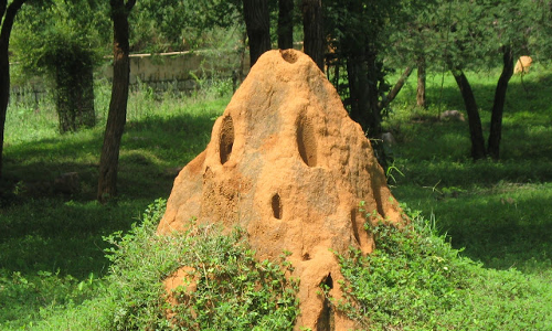 చీమలు లేకుండా పాములా!