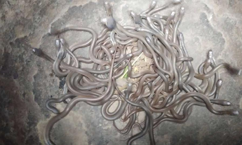 ఒకేఇంట్లో వందకుపైగా పాములుండేనట...