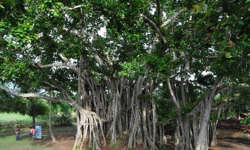 మన జాతీయ వృక్షం! మన జాతీయ వృక్షం!