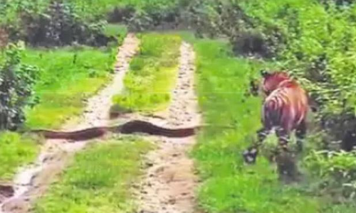 కొండచిలువ, చిరుతపులి తారసపడ్డ వేళా.. చివరకు జరిగింది చూస్తే..