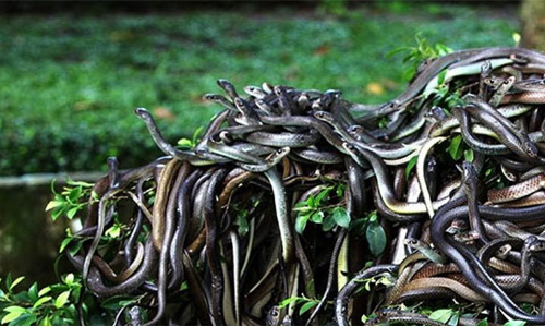 భూలోకంలో నాగలోకం.. కోట్లకొద్ది పాములు ఎక్కడంటే!