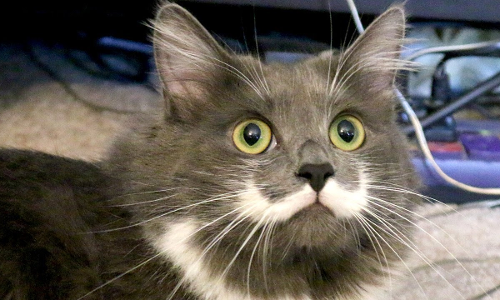 మీసం వంగెను, కోపం తెచ్చెను