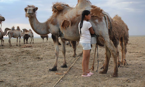 ఒంటెపాలు లీటర్ @రూ..3500..కారణం ఏంటంటే..