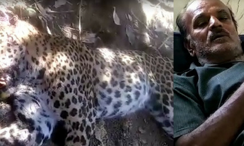 పులిని చంపిన పోటుగాడు