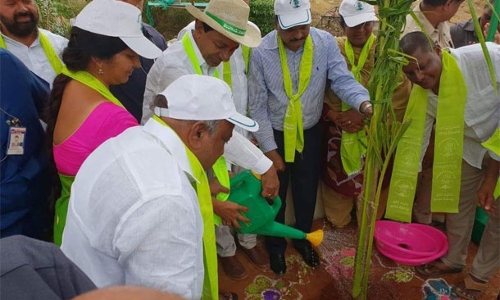 నాలుగో విడుత హరితహారానికి సీఎం కేసీఆర్ శ్రీకారం