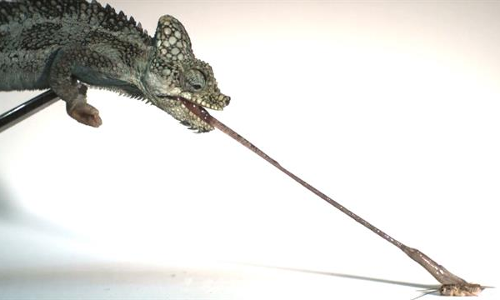 ఊసరవెల్లి నాలుక