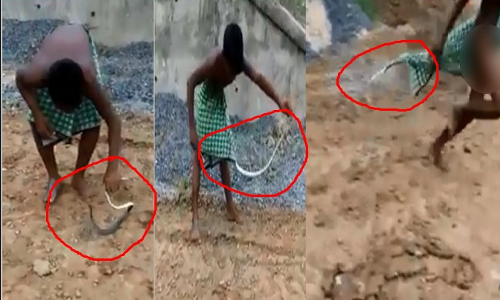 పాములతో గేమ్స్ అదొద్దు..