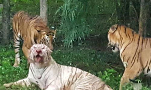 బెంగళూరు పార్కులో విషాద ఘటన