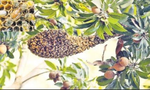 తేనెటీగల పెంపకం..పేరు తేనెటీగల పెంపకం..పేరు