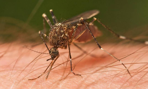 ఎవర్ని కుట్టాలో దోమలకే తెలుసంట