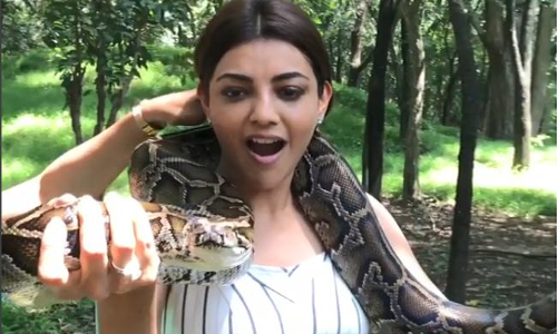 కొండ చిలువతో కాజల్ అగర్వాల్