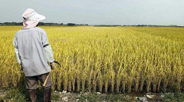 ఆహార భద్రత మిషన్ పరిధిలోకి వచ్చే పంటలు! ఆహార భద్రత మిషన్ పరిధిలోకి వచ్చే పంటలు!