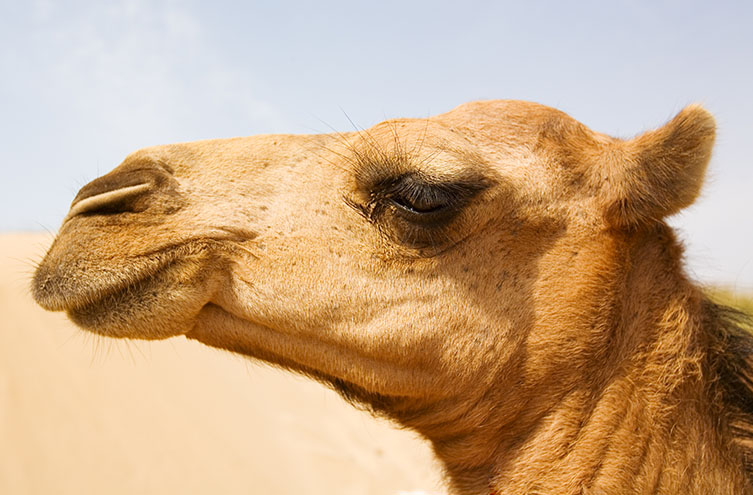 ఒంటెకి మూడు కంటి రెప్పలు..!