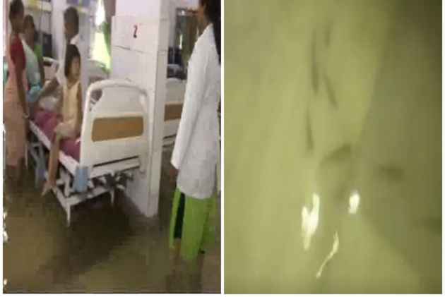 ఐసీయూలో 7 చేపలు