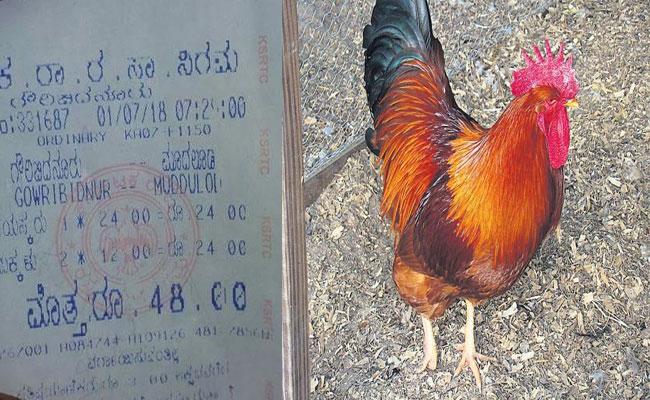 బస్సులో కోడికీ టికెట్‌ కొట్టిన కండక్టర్..