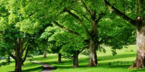 చెట్లు క్షేమమా?