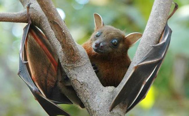 తిరుపతిలో నిపా వైరస్.. ఈ జాగ్రత్తలు పాటించండి..