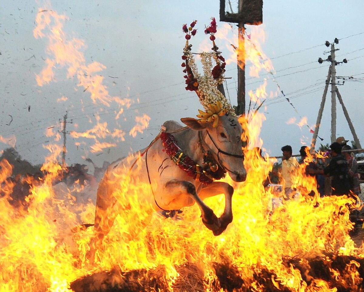 అగ్ని పునీతం...భగభగ మండే అగ్ని కీలలను దాటుతున్న పశువులు