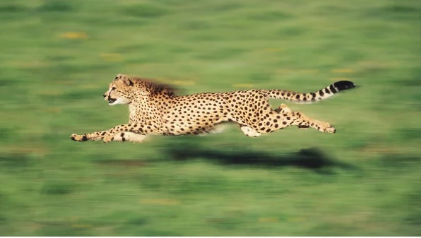 చిరుత వేట