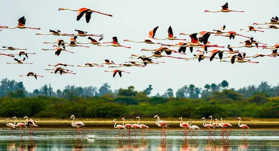 వచ్చే నెల 17 నుంచి ఫ్లెమింగో ఫెస్టివల్‌