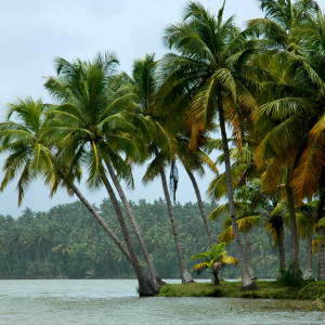 పచ్చని కోనసీమకు పొంచివున్న పెను ప్రమాదం