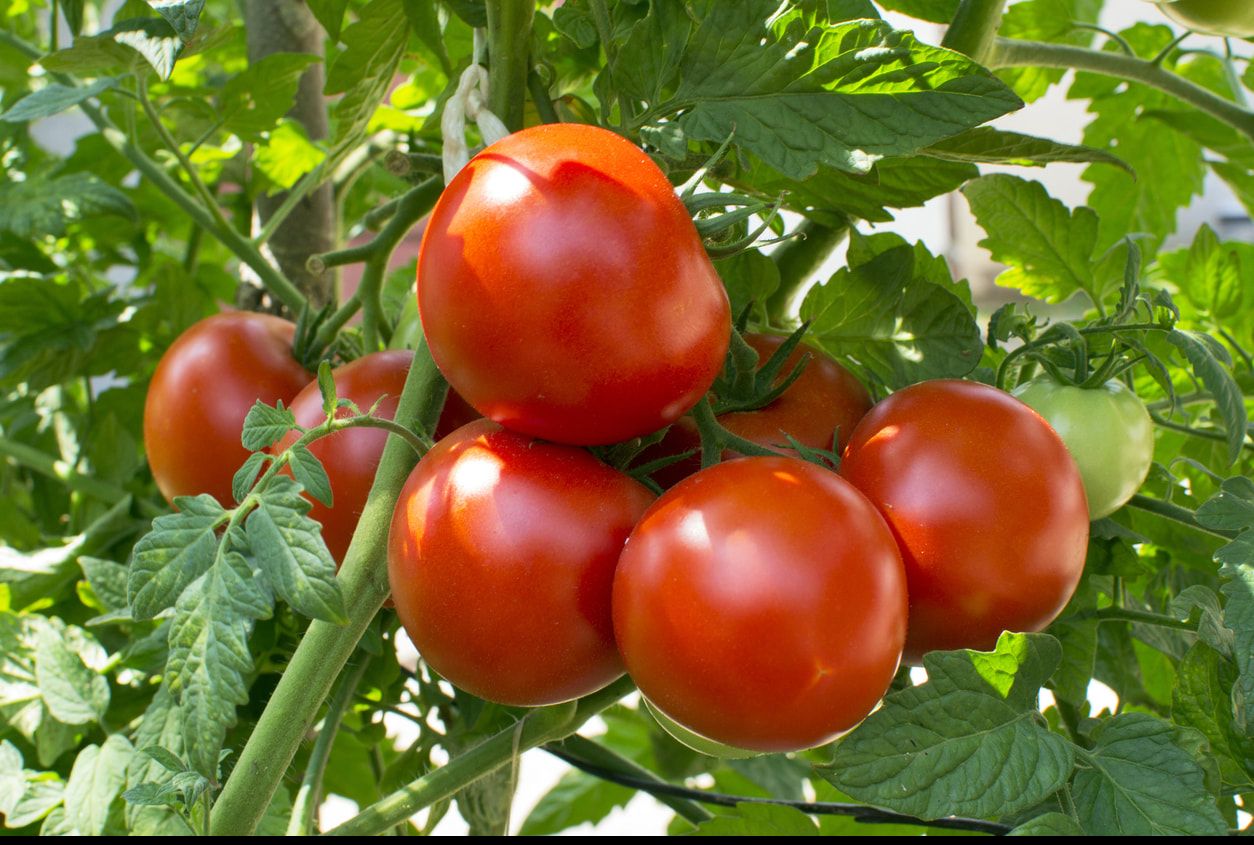 టమోటా శాస్త్రీయ నామం! టమోటా శాస్త్రీయ నామం!