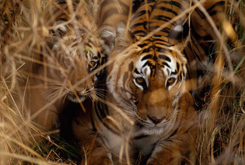 వన్యప్రాణులకు పూర్తి భద్రత కల్పించడానికి దుధ్వా టైగర్ రిజర్వ్ (డిటిఆర్)! వన్యప్రాణులకు పూర్తి భద్రత కల్పించడానికి దుధ్వా టైగర్ రిజర్వ్ (డిటిఆర్)!