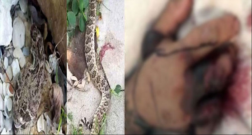 శరీరం రెండుగా చీలాక కూడా పగ తీర్చుకున్న పాము