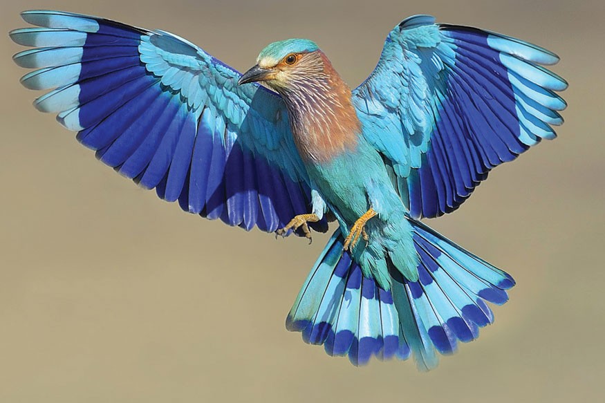 పాలపిట్ట శకున ఫలితం