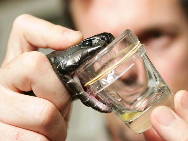 పాము విషానికి విరుగుడు దొరికింది