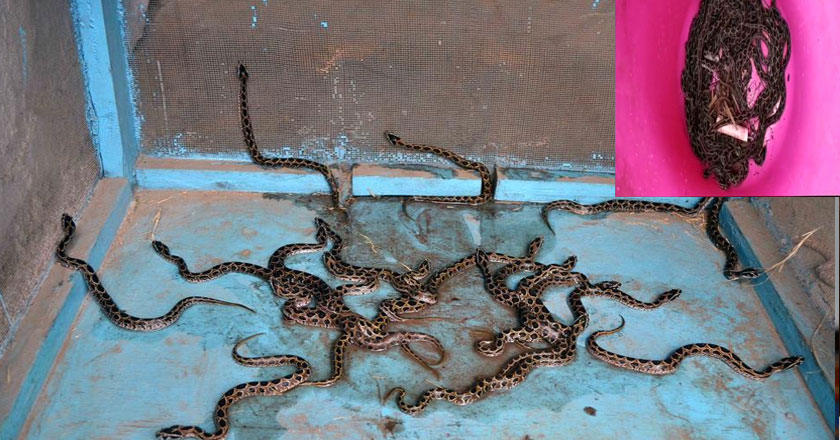 వంటగదిలో పాములు..