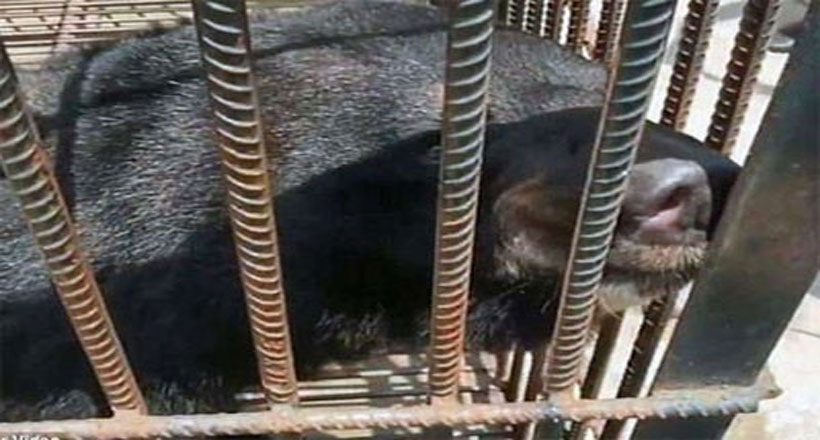 కుక్క అనుకొని రెండేళ్ల నుంచి పెంచింది.... అసలువిషయం తెలిసేసరికి...