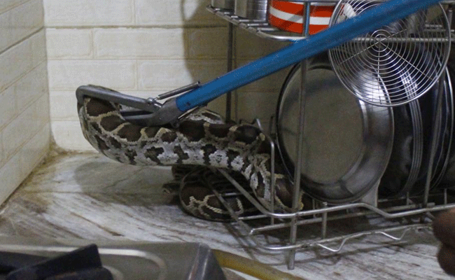 వంటగదిలో అనుకోని అతిధి